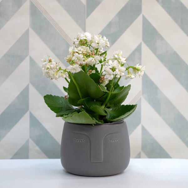 Planter Vinthera Moa Dark grey Ceramic 12,5 x 10,5 cm Sale